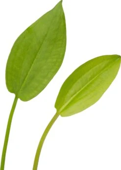 Waterweegbree (Alisma Plantago-aquatica) D 9 H 20 Cm 7 Waterweegbree (Alisma Plantago-aquatica) D 9 H 20 Cm -Tuin Planten Winkel 8713469103145 2