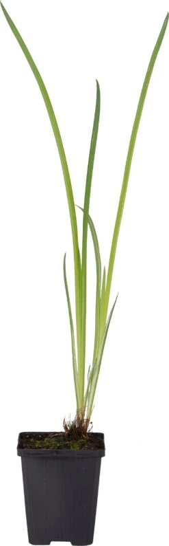 Water Iris (Iris Kaempferi 'Variegata') D 9 H 20 Cm