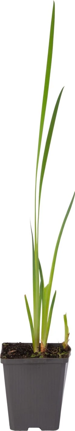 Gele Lis (Iris Pseudacorus) D 9 H 20 Cm