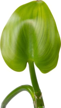 Snoekkruid Blauw (Pontederia Cordata) D 9 H 20 Cm -Tuin Planten Winkel 8713469103275 2