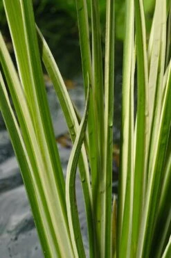 Bonte Kalmoes (Acorus Calamus 'Variegata') D 9 H 20 Cm
