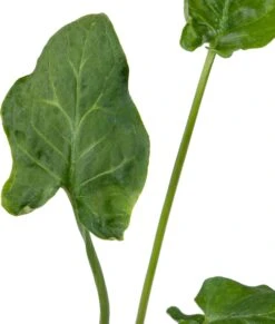 Aronskelk (Arum Italicum) D 9 H 20 Cm 7 Aronskelk (Arum Italicum) D 9 H 20 Cm -Tuin Planten Winkel 8713469104302 2 1