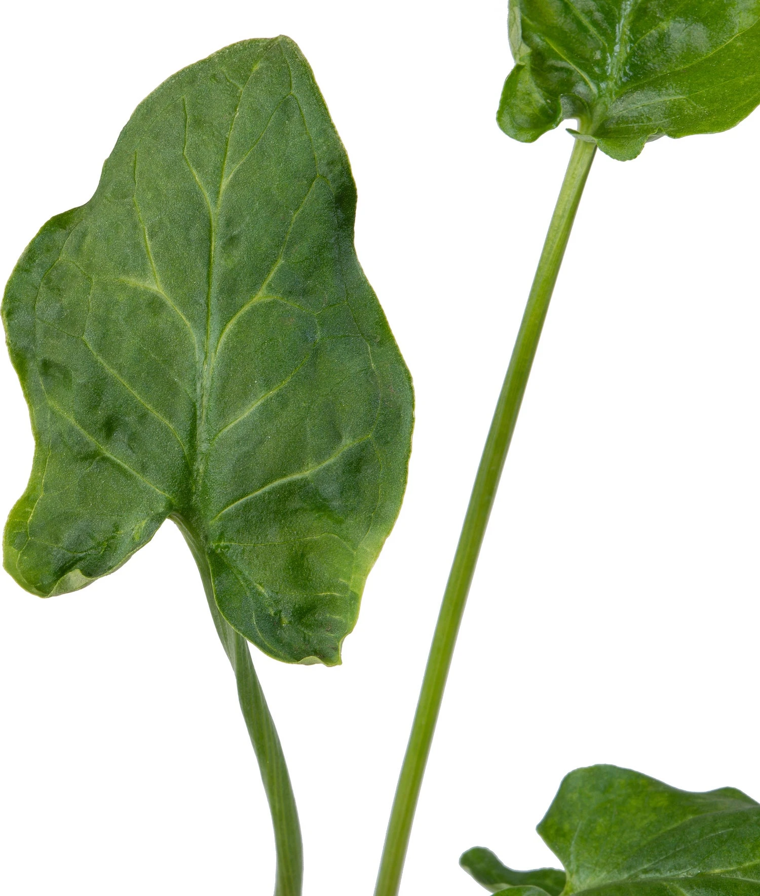 Aronskelk (Arum Italicum) D 9 H 20 Cm 5 Aronskelk (Arum Italicum) D 9 H 20 Cm - Afbeelding 3