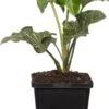 Aronskelk (Arum Italicum) D 9 H 20 Cm -Tuin Planten Winkel 8713469104302 3 1