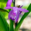 Japanse Orchidee (Bletilla Striata) D 9 H 20 Cm 1 Japanse Orchidee (Bletilla Striata) D 9 H 20 Cm -Tuin Planten Winkel 8713469104326