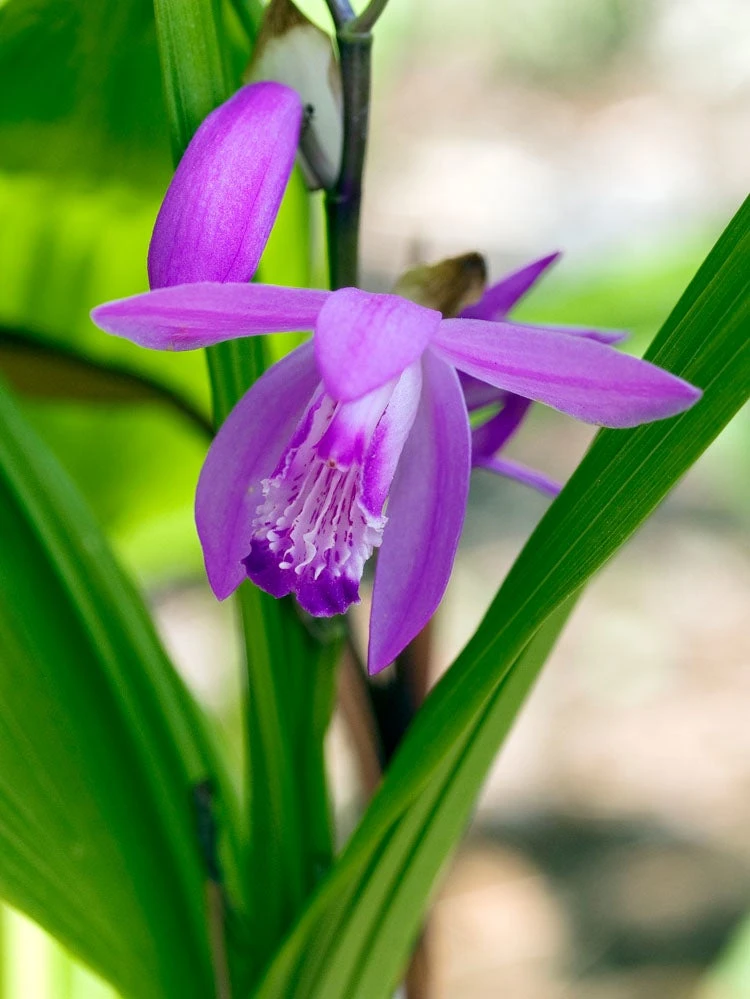 Japanse Orchidee (Bletilla Striata) D 9 H 20 Cm 3 Japanse Orchidee (Bletilla Striata) D 9 H 20 Cm