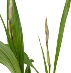 Japanse Orchidee (Bletilla Striata) D 9 H 20 Cm 7 Japanse Orchidee (Bletilla Striata) D 9 H 20 Cm -Tuin Planten Winkel 8713469104326 2