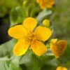 Dotterbloem (Caltha Palustris) D 9 H 20 Cm 1 Dotterbloem (Caltha Palustris) D 9 H 20 Cm -Tuin Planten Winkel 8713469104371