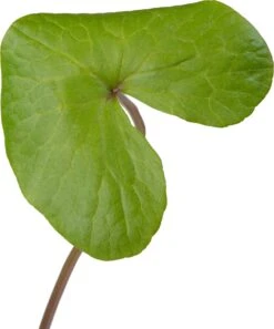 Dotterbloem (Caltha Palustris) D 9 H 20 Cm -Tuin Planten Winkel 8713469104371 2