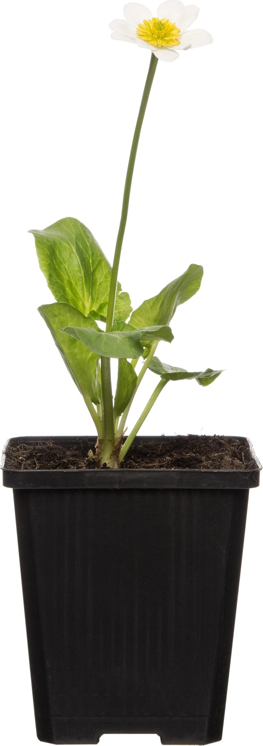 Witte Dotterbloem (Caltha Palustris 'Alba) D 9 H 20 Cm 3 Witte Dotterbloem (Caltha Palustris 'Alba) D 9 H 20 Cm