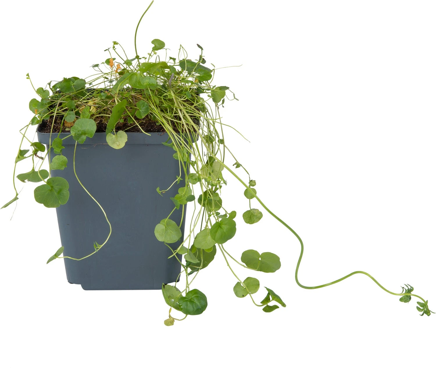 Pinksterbloem (Cardamine Pratensis) D 9 H 20 Cm 4 Pinksterbloem (Cardamine Pratensis) D 9 H 20 Cm - Afbeelding 2