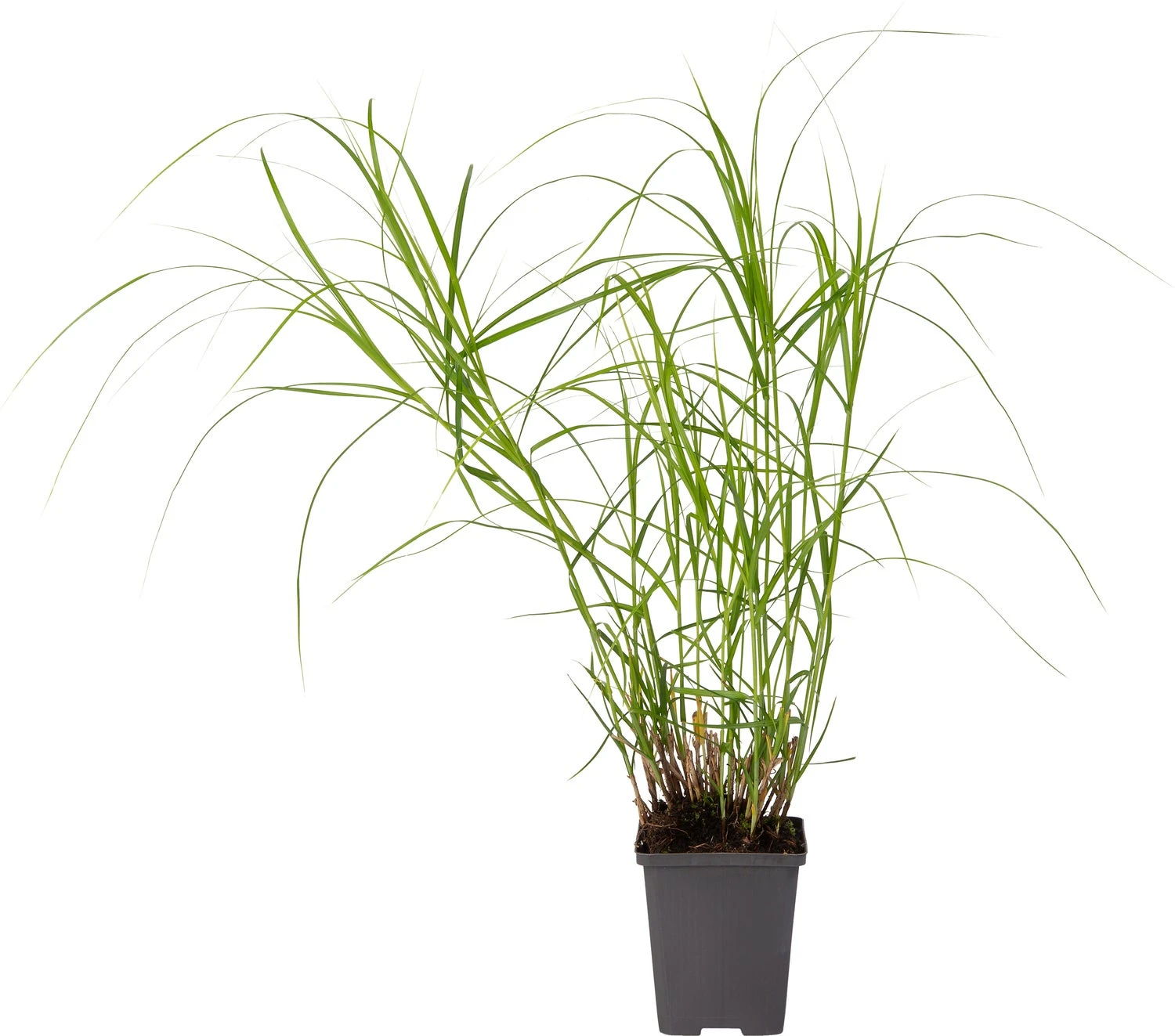 Parapluzegge (Carex Muskingumensis) D 9 H 20 Cm 4 Parapluzegge (Carex Muskingumensis) D 9 H 20 Cm - Afbeelding 2