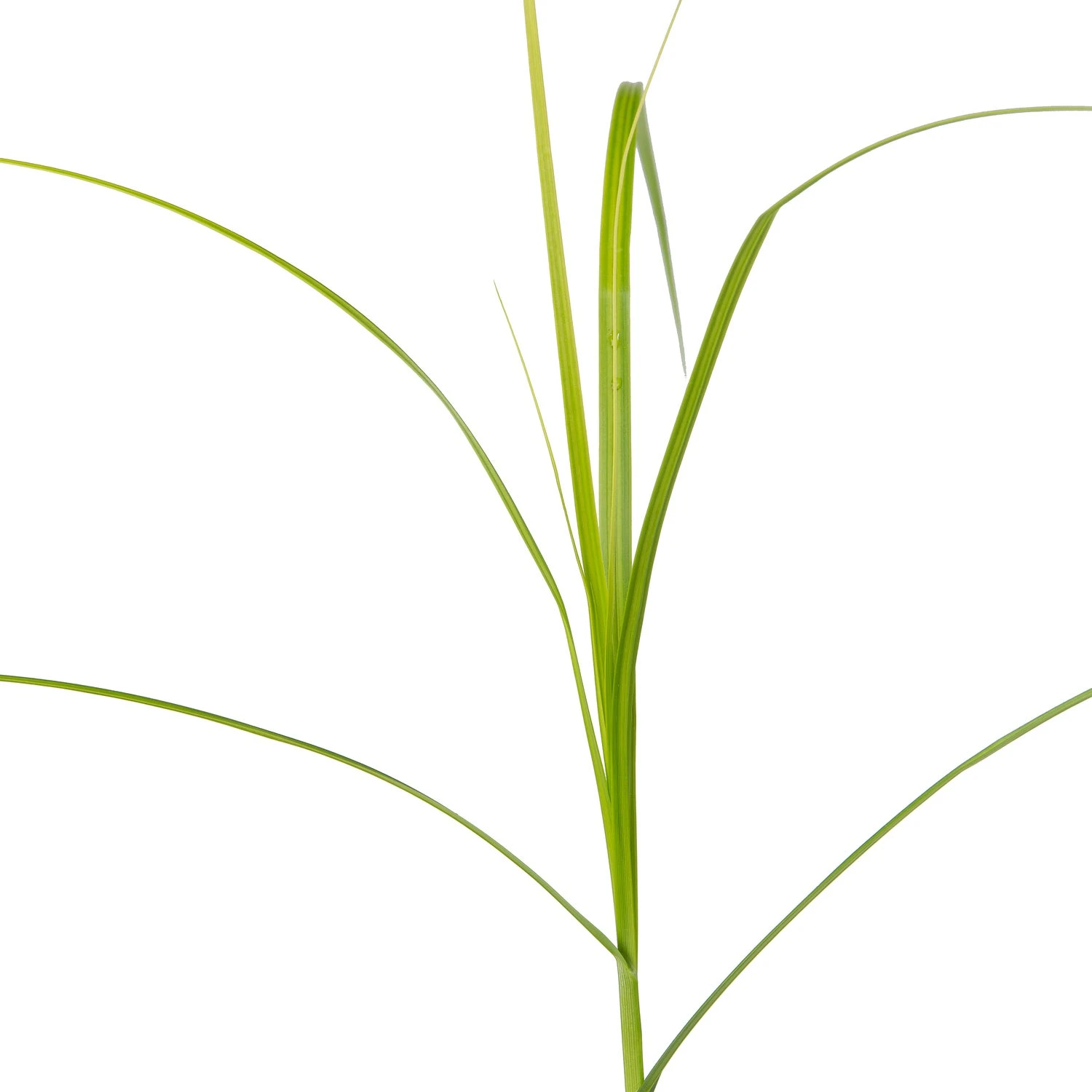 Parapluzegge (Carex Muskingumensis) D 9 H 20 Cm 5 Parapluzegge (Carex Muskingumensis) D 9 H 20 Cm - Afbeelding 3