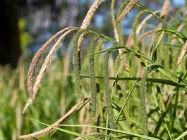 Hangende Zegge (Carex Pendula) D 9 H 35 Cm 3 Hangende Zegge (Carex Pendula) D 9 H 35 Cm