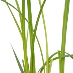 Oeverzegge (Carex Riparia) D 9 H 20 Cm -Tuin Planten Winkel 8713469104456 2
