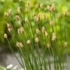 Waterbies (Eleocharis Palustris) D 9 H 20 Cm -Tuin Planten Winkel 8713469104562
