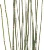 Japanse Holpijp (Equisetum Japonicum) D 9 H 20 Cm 1 Japanse Holpijp (Equisetum Japonicum) D 9 H 20 Cm -Tuin Planten Winkel 8713469104609 2 1
