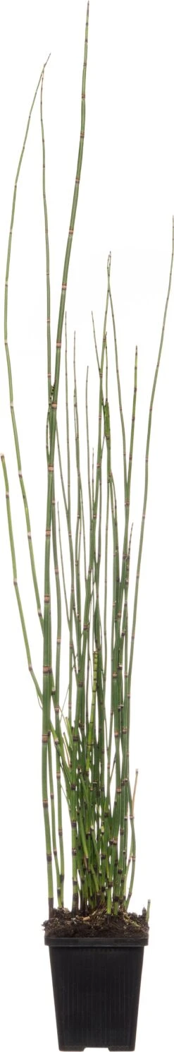 Japanse Holpijp (Equisetum Japonicum) D 9 H 20 Cm