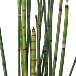 Japanse Holpijp (Equisetum Japonicum) D 9 H 20 Cm -Tuin Planten Winkel 8713469104609 2 1 1
