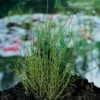 Dwergholpijp (Equisetum Scirpoides) D 9 H 20 Cm 1 Dwergholpijp (Equisetum Scirpoides) D 9 H 20 Cm -Tuin Planten Winkel 8713469104616