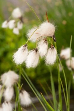 Veenpluis (Eriophorum Angustifolium) D 9 H 20 Cm