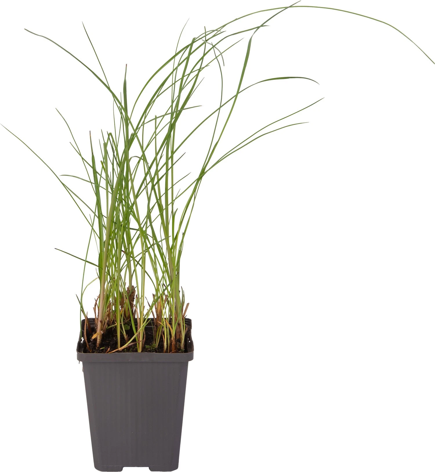 Veenpluis (Eriophorum Angustifolium) D 9 H 20 Cm 4 Veenpluis (Eriophorum Angustifolium) D 9 H 20 Cm - Afbeelding 2