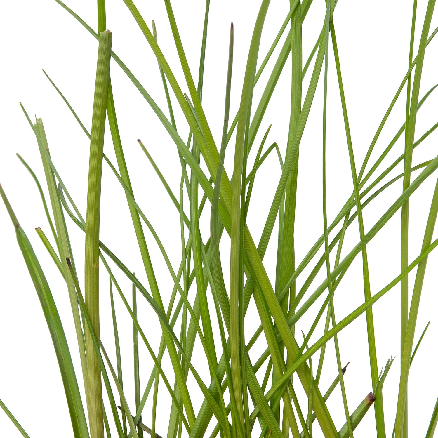 Veenpluis (Eriophorum Angustifolium) D 9 H 20 Cm 5 Veenpluis (Eriophorum Angustifolium) D 9 H 20 Cm - Afbeelding 3