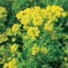 Moeraswolfsmelk (Euphorbia Palustris) D 9 H 20 Cm -Tuin Planten Winkel 8713469104678