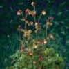 Knikkend Nagelkruid (Geum Rivale) D 9 H 20 Cm 1 Knikkend Nagelkruid (Geum Rivale) D 9 H 20 Cm -Tuin Planten Winkel 8713469104739