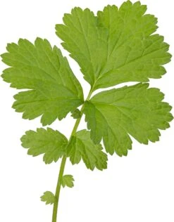 Knikkend Nagelkruid (Geum Rivale) D 9 H 20 Cm -Tuin Planten Winkel 8713469104739 2