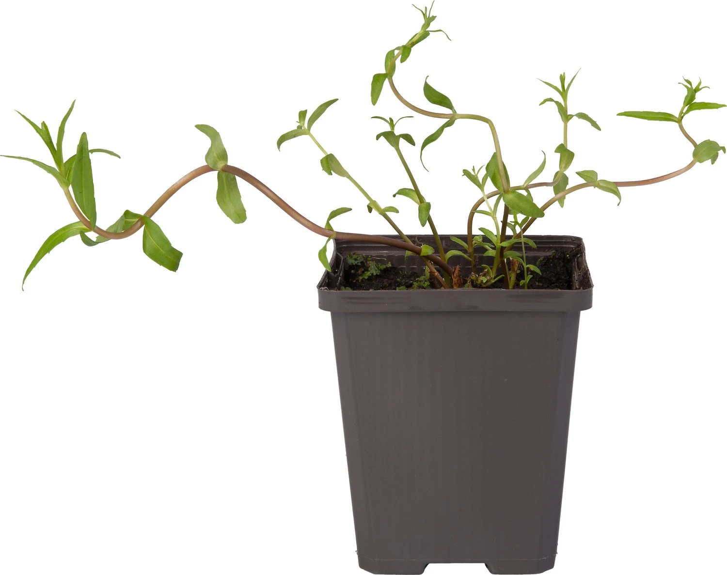 Genadekruid (Gratiola Officinalis) D 9 H 20 Cm 4 Genadekruid (Gratiola Officinalis) D 9 H 20 Cm - Afbeelding 2