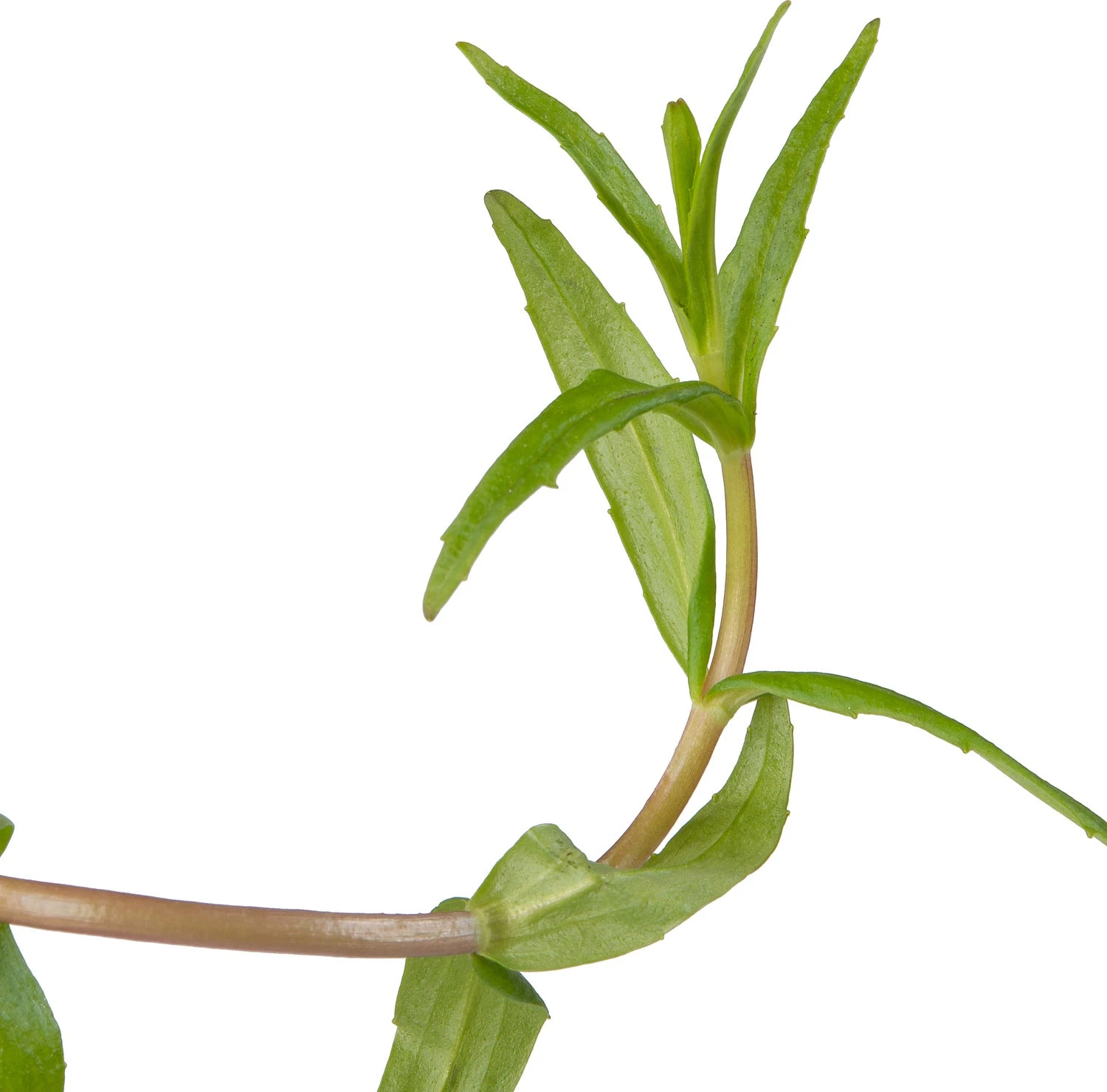 Genadekruid (Gratiola Officinalis) D 9 H 20 Cm 5 Genadekruid (Gratiola Officinalis) D 9 H 20 Cm - Afbeelding 3