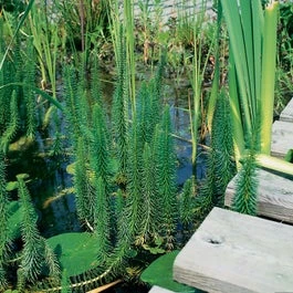 Lidsteng (Hippuris Vulgaris) D 9 H 20 Cm 3 Lidsteng (Hippuris Vulgaris) D 9 H 20 Cm