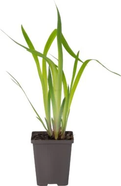 Japanse Iris (Iris Kaempferi) D 9 H 20 Cm 6 Japanse Iris (Iris Kaempferi) D 9 H 20 Cm -Tuin Planten Winkel 8713469104838 1 1