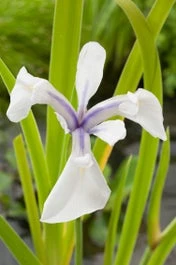 Witte Lis (Iris Laevigata 'Snowdrift') D 9 H 20 Cm