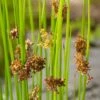 Pitrus (Juncus Effusus) D 9 H 20 Cm 1 Pitrus (Juncus Effusus) D 9 H 20 Cm -Tuin Planten Winkel 8713469104944