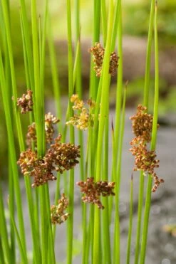 Pitrus (Juncus Effusus) D 9 H 20 Cm