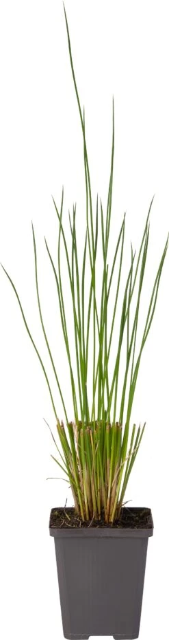 Pitrus (Juncus Effusus) D 9 H 20 Cm 6 Pitrus (Juncus Effusus) D 9 H 20 Cm -Tuin Planten Winkel 8713469104944 1 1