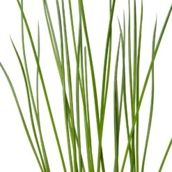 Pitrus (Juncus Effusus) D 9 H 20 Cm 7 Pitrus (Juncus Effusus) D 9 H 20 Cm -Tuin Planten Winkel 8713469104944 2