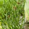 Krul-Pitrus (Juncus Effusus 'Spiralis') D 9 H 30 Cm 2 Krul-Pitrus (Juncus Effusus 'Spiralis') D 9 H 30 Cm -Tuin Planten Winkel 8713469104951