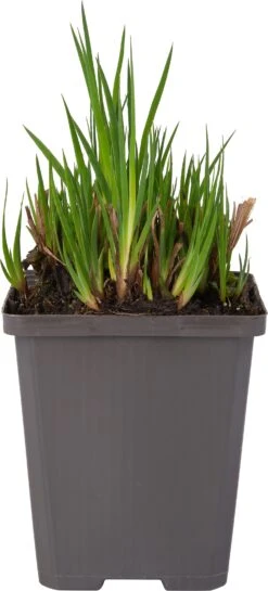 Dwergrus (Juncus Ensifolius) D 9 H 20 Cm
