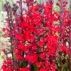 Waterlobelia (Lobelia Cardinalis) D 9 H 20 Cm -Tuin Planten Winkel 8713469104999
