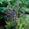 Waterlobelia (Lobelia Siphilitica) D 9 H 20 Cm 2 Waterlobelia (Lobelia Siphilitica) D 9 H 20 Cm -Tuin Planten Winkel 8713469105033