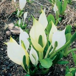 Witte Moerasaronskelk (Lysichiton Camtschatcensis) D 9 H 20 Cm 3 Witte Moerasaronskelk (Lysichiton Camtschatcensis) D 9 H 20 Cm