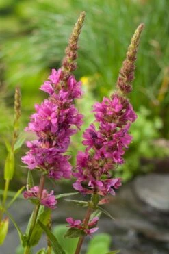 Grote Kattenstaart (Lythrum Salicaria) D 9 H 20 Cm