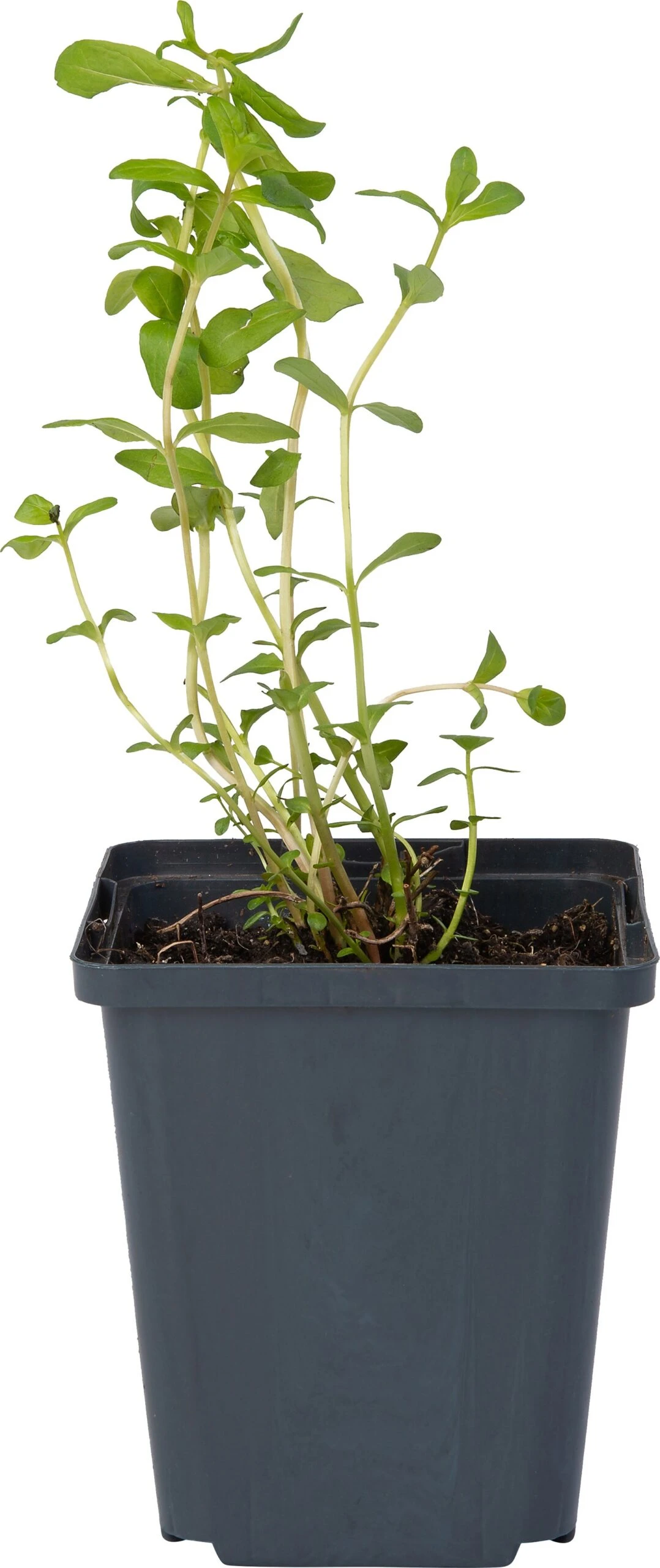 Grote Kattenstaart (Lythrum Salicaria) D 9 H 20 Cm 4 Grote Kattenstaart (Lythrum Salicaria) D 9 H 20 Cm - Afbeelding 2