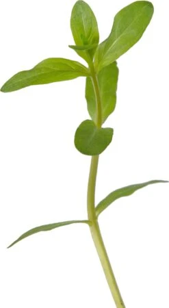 Grote Kattenstaart (Lythrum Salicaria) D 9 H 20 Cm 7 Grote Kattenstaart (Lythrum Salicaria) D 9 H 20 Cm -Tuin Planten Winkel 8713469105132 2