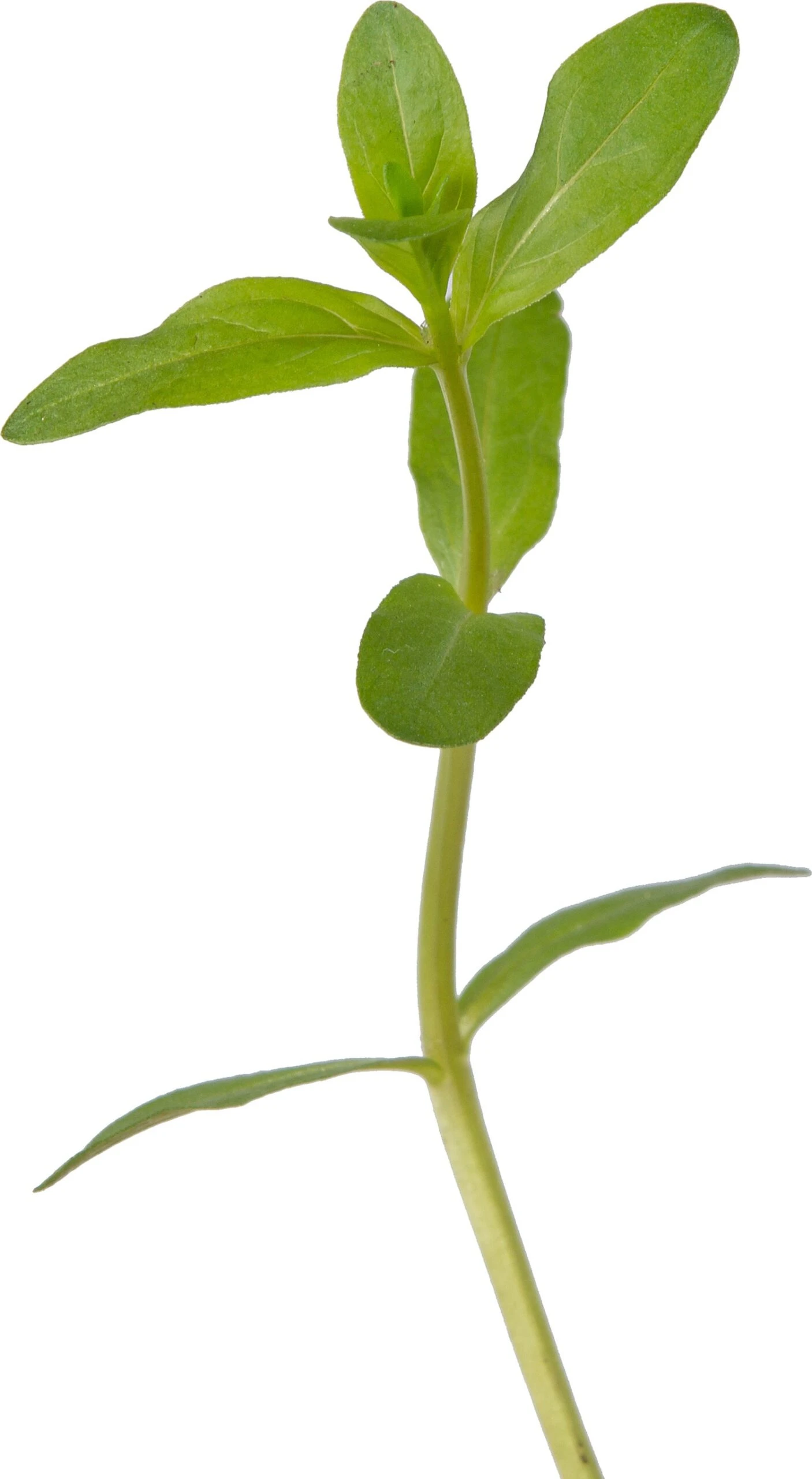 Grote Kattenstaart (Lythrum Salicaria) D 9 H 20 Cm 5 Grote Kattenstaart (Lythrum Salicaria) D 9 H 20 Cm - Afbeelding 3