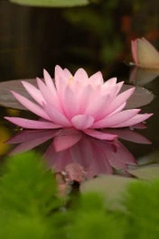 Waterlelie (Nymphaea 'Aurora') D 11 H 30 Cm