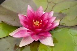 Waterlelie (Nymphaea 'Charles De Meurville') D 11 H 30 Cm